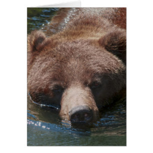 Grizzlybär