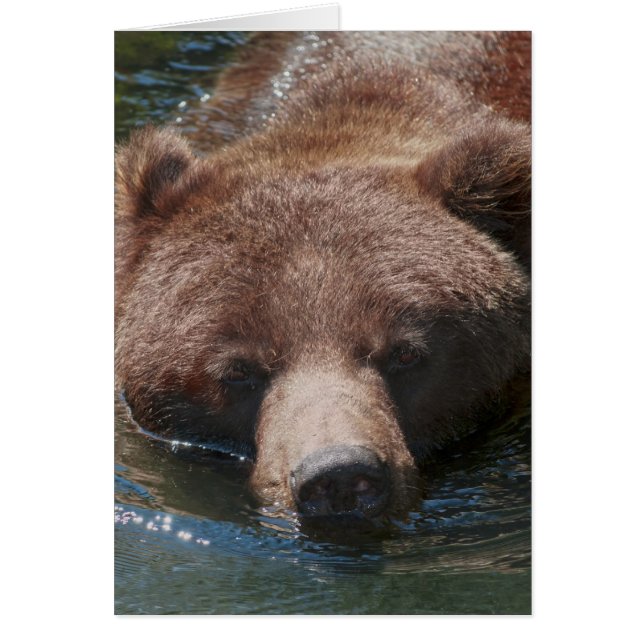 Grizzlybär (Vorne)