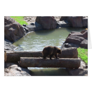 Grizzlybär