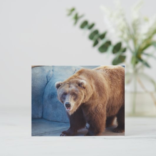 Grizzlybär 1 postkarte (Stehend Vorderseite)