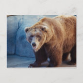 Grizzlybär 1 postkarte (Vorderseite)