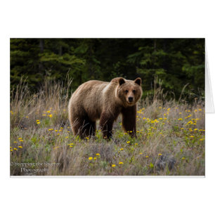 Grizzlybär - Alaska