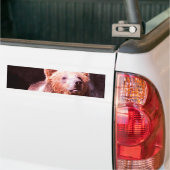 Grizzlybär Autoaufkleber (Auf Lkw)