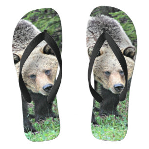 Grizzlybär beim Spaziergang im Wald Badesandalen