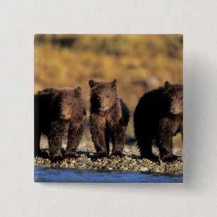 Grizzlybär, Braunbär, Junge, Katmai-National Button