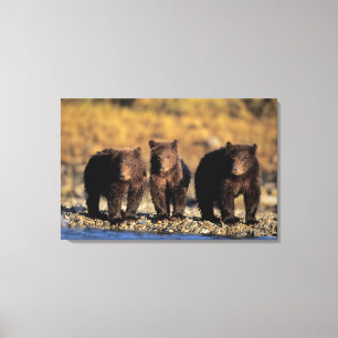 Grizzlybär, Braunbär, Junge, Katmai-National Leinwanddruck