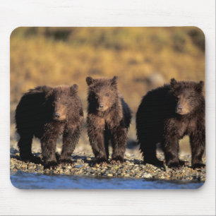 Grizzlybär, Braunbär, Junge, Katmai-National Mousepad