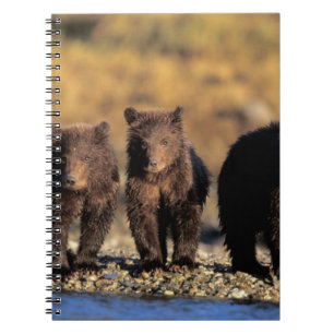 Grizzlybär, Braunbär, Junge, Katmai-National Notizblock