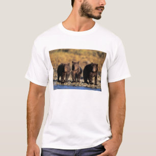 Grizzlybär, Braunbär, Junge, Katmai-National T-Shirt