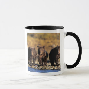 Grizzlybär, Braunbär, Junge, Katmai-National Tasse