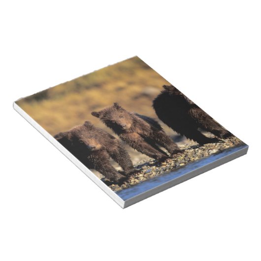 Grizzlybär, Braunbär, Jungen, Katmai National Notizblock (angewinkelt)