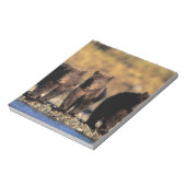 Grizzlybär, Braunbär, Jungen, Katmai National Notizblock (Rotiert)