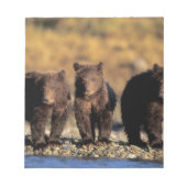 Grizzlybär, Braunbär, Jungen, Katmai National Notizblock (Vorderseite)