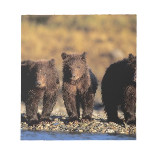 Grizzlybär, Braunbär, Jungen, Katmai National Notizblock (Vorderseite)