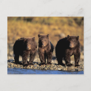 Grizzlybär, Braunbär, Jungen, Katmai National Postkarte