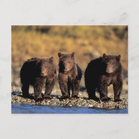 Grizzlybär, Braunbär, Jungen, Katmai National Postkarte (Vorderseite)