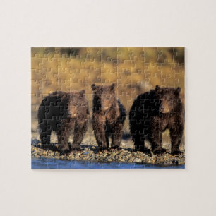 Grizzlybär, Braunbär, Jungen, Katmai National Puzzle