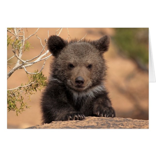 Grizzlybär Cub (Vorderseite (Horizontal))