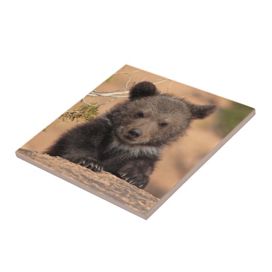 Grizzlybär CUB Fliese (Seite)