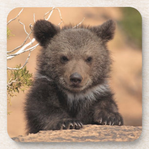Grizzlybär Cub Getränkeuntersetzer