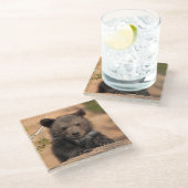 Grizzlybär CUB Glasuntersetzer (Schrägansicht)
