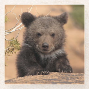 Grizzlybär CUB Glasuntersetzer