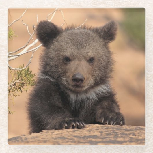 Grizzlybär CUB Glasuntersetzer (Vorderseite)