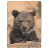 Grizzlybär CUB Klemmbrett (Rückseite)