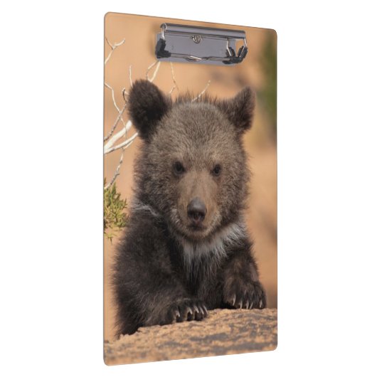 Grizzlybär CUB Klemmbrett (Rechts)