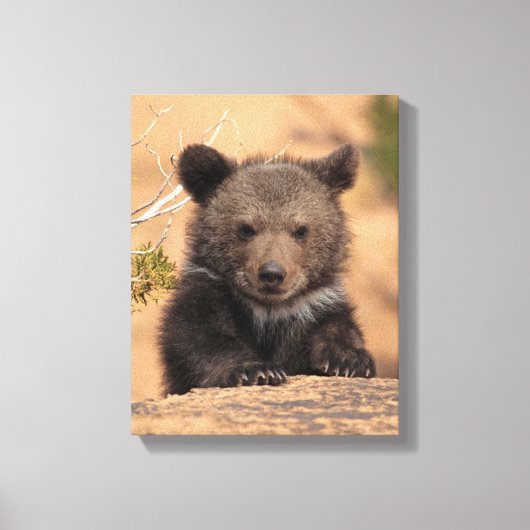 Grizzlybär Cub Leinwanddruck (Vorderseite)