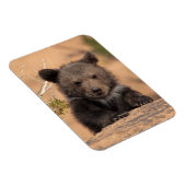 Grizzlybär Cub Magnet (Rechte Seite)