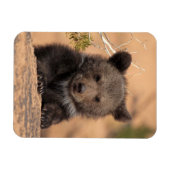 Grizzlybär Cub Magnet (Horizontal)