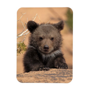 Grizzlybär CUB Magnet