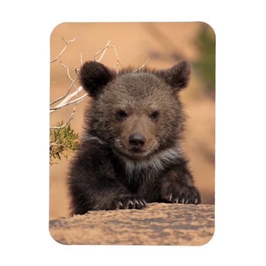 Grizzlybär Cub Magnet (Vertikal)