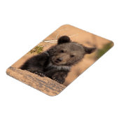 Grizzlybär Cub Magnet (Linke Seite)