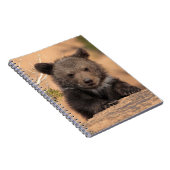 Grizzlybär CUB Notizblock (Rechte Seite)
