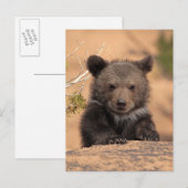 Grizzlybär Cub Postkarte (Vorne/Hinten)