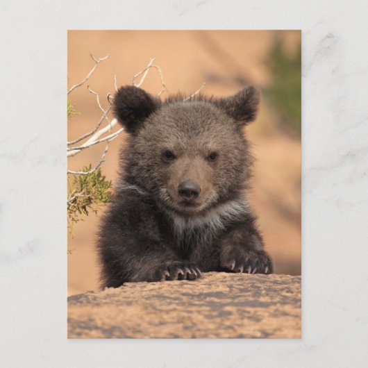 Grizzlybär Cub Postkarte (Vorderseite)
