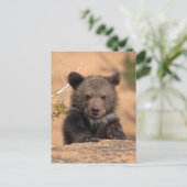 Grizzlybär Cub Postkarte (Stehend Vorderseite)