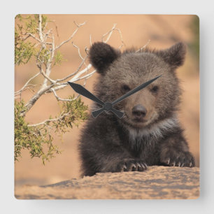 Grizzlybär CUB Quadratische Wanduhr