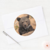 Grizzlybär Cub Runder Aufkleber (Umschlag)
