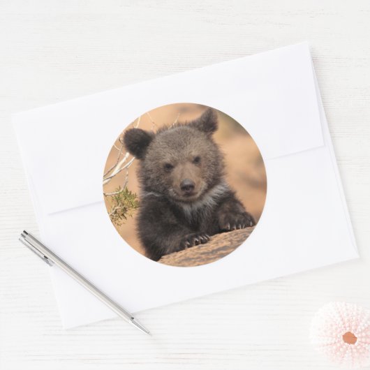 Grizzlybär Cub Runder Aufkleber (Umschlag)