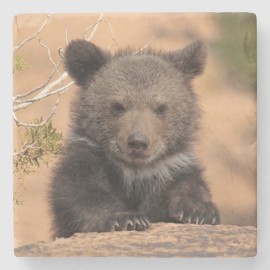 Grizzlybär CUB Steinuntersetzer (Vorderseite)