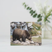 Grizzlybär-Foto Postkarte (Stehend Vorderseite)