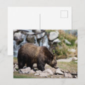 Grizzlybär-Foto Postkarte (Vorne/Hinten)