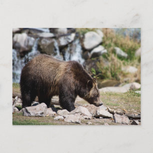 Grizzlybär-Foto Postkarte