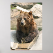 Grizzlybär großes Poster 2 (Vorne)