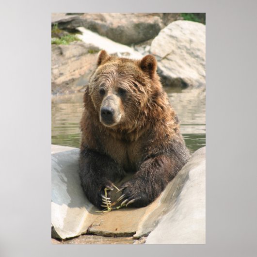 Grizzlybär großes Poster 2 (Vorne)