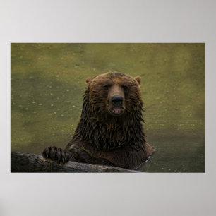 Grizzlybär im Wasser Poster