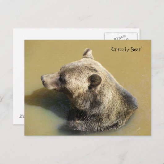 Grizzlybär im Wasser Postkarte (Vorne/Hinten)
